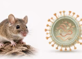 Cập nhật mới nhất về năng lực xét nghiệm virus Hanta