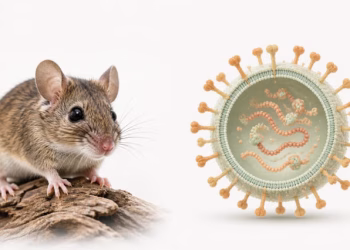 Cập nhật mới nhất về năng lực xét nghiệm virus Hanta