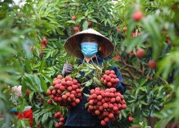 Bộ Công Thương vào cuộc hỗ trợ tiêu thụ, xuất khẩu quả vải
