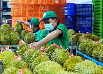 Doanh nghiệp xuất khẩu sầu riêng thích ứng với kỷ nguyên số