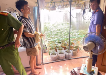 Phát hiện ‘vườn’ cần sa trong nhà với hệ thống trồng hiện đại ở Hưng Yên
