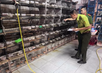 Hà Nội phát hiện hơn 250 cá thể động vật hoang dã bị nuôi nhốt trái phép