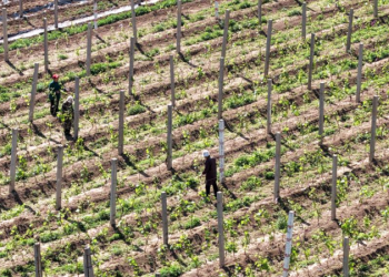 Siêu El Niño có thể đẩy giá lương thực toàn cầu tăng tới 15,8%