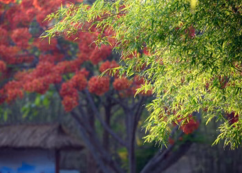 Hương mùa hạ
