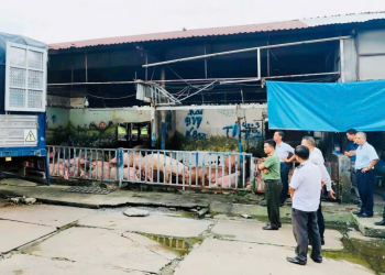 Diễn biến vụ heo bị “vỗ béo” bằng chất cấm tại Đồng Nai: 3.909 con heo có kết quả xét nghiệm dương tính