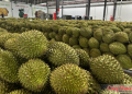 Mã số vùng trồng: Cấp dễ hơn, quản chặt hơn