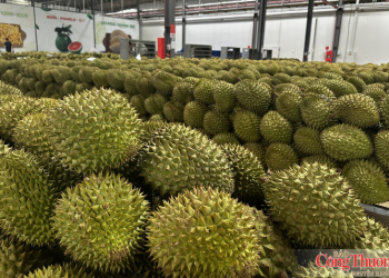 Mã số vùng trồng: Cấp dễ hơn, quản chặt hơn