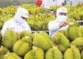 Từ 2027, áp dụng quy định mới về xác định xuất xứ hàng hóa Việt Nam