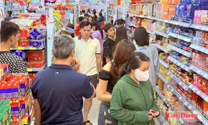 Lai Châu: Giữ nguồn chè quý, mở lối sinh kế bền vững