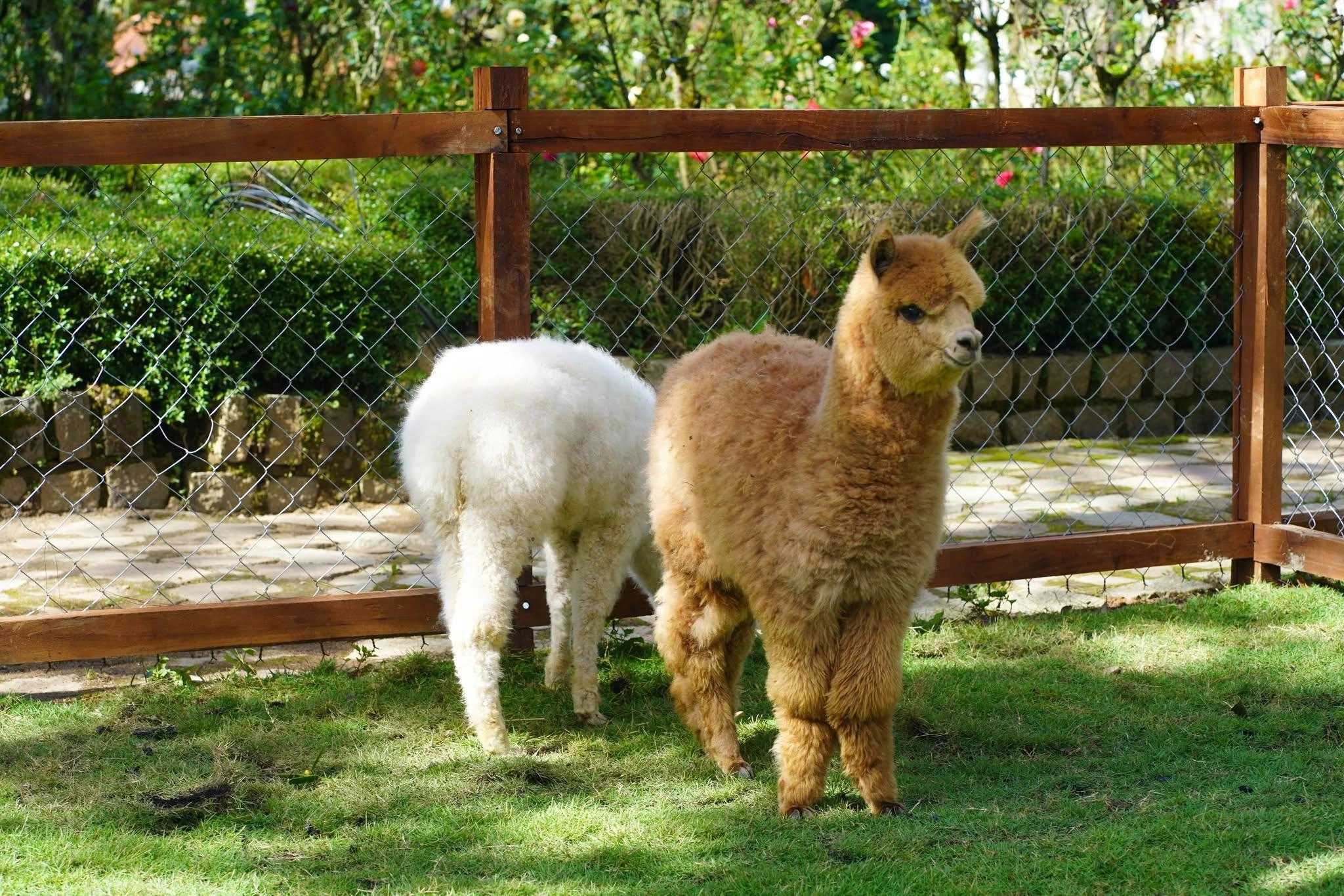 DalaZoo với nhiều loại thú dễ thương và nổi tiếng như chuột túi Wallaby, Capybara, lạc đà Alpaca, cừu mặt đen, dê Tây Tạng… Alpaca
