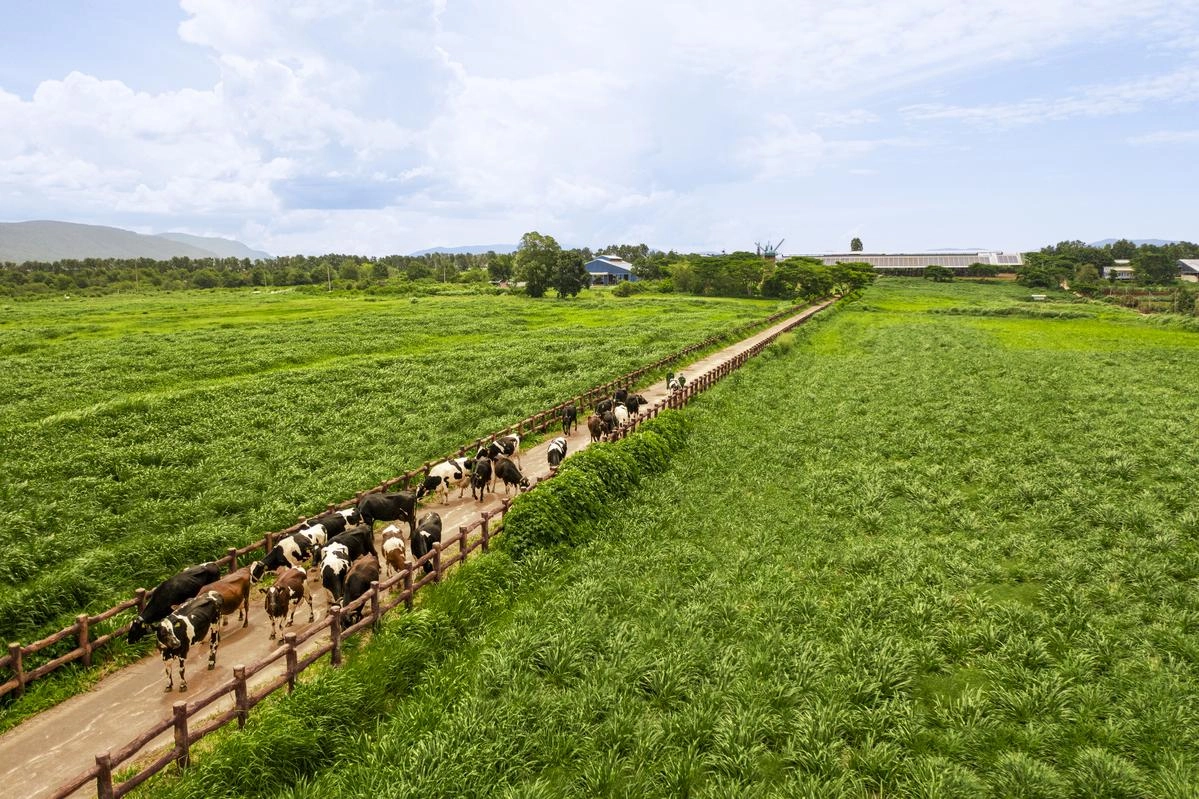 Chuẩn chất lượng được Vinamilk mở rộng trên toàn chuỗi, từ nguyên liệu, trang trại đến sản xuất và thành phẩm. Ảnh: Vi Nam ẢNH 02A