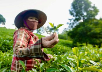 Thanh Hóa: Mở hướng phát triển du lịch sinh thái từ những đồi chè