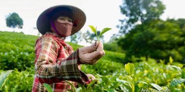 Thanh Hóa: Mở hướng phát triển du lịch sinh thái từ những đồi chè