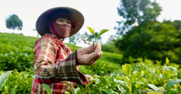 Thanh Hóa: Mở hướng phát triển du lịch sinh thái từ những đồi chè