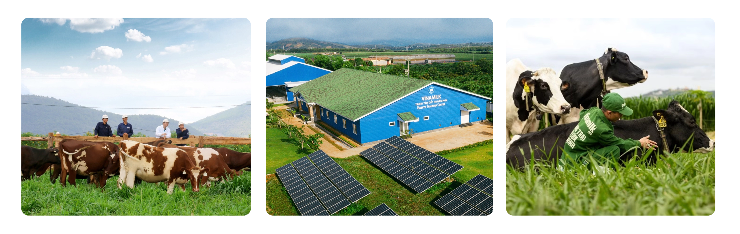 anh-ghep-4-1-011005 ẢNH GHÉP 4 (1)