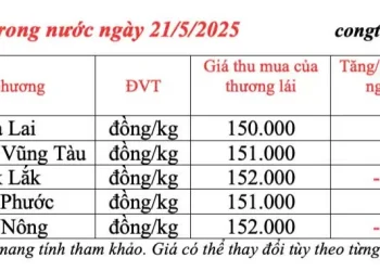 Dự báo giá tiêu ngày mai 22/5/2025: Thị trường ổn định, ít đột biến