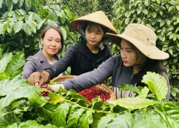 Dự báo giá cà phê ngày mai 22/5/2025, thị trường 'ảm đạm'