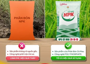 Công nghệ Polyphosphate của NPK Cà Mau 20-10-10 giúp rễ khoẻ, cây sung, mùa nào cũng trúng (Ảnh PVCFC)