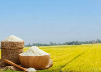 Giá lúa gạo hôm nay ngày 14/5: Biến động trái chiều