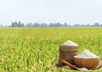 Giá lúa gạo hôm nay ngày 13/5: Lúa quay đầu giảm mạnh