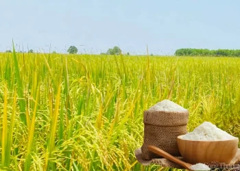 Giá lúa gạo hôm nay ngày 16/5: Lúa tươi đảo chiều giảm