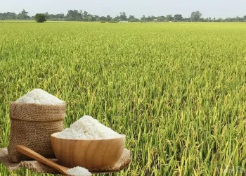 Giá lúa gạo hôm nay ngày 17/5: Lúa tươi tiếp đà giảm