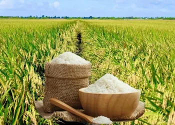 Giá lúa gạo hôm nay ngày 18/5 và tuần qua biến động