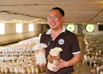 Mô hình trồng nấm hữu cơ tại Công ty Cổ phần Nấm Tốt Nameco (huyện Thanh Sơn, tỉnh Phú Thọ). Ảnh: N. H