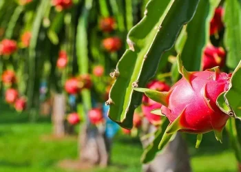 Đưa xuất khẩu rau quả trở lại đường đua