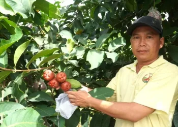 Nhiều nông dân Sóc Trăng 'đổi đời' từ cây mận OCOP