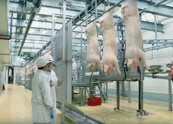 Dây chuyền sản xuất thịt ủ mát chuẩn Âu hiện đại