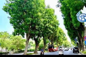 Hà Nội thí điểm “phủ xanh” trụ đường sắt trên cao, hầm chui và nhà chờ xe buýt