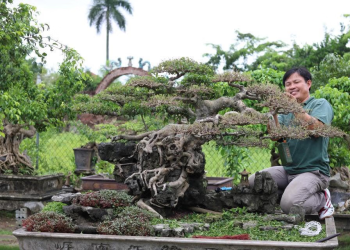 Cây cảnh Hồng Vân – Từ nghề truyền thống đến sản phẩm OCOP gắn với du lịch làng quê