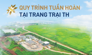Công ty Điện lực Quảng Ninh sẵn sàng ứng phó sự cố lưới điện mùa mưa bão