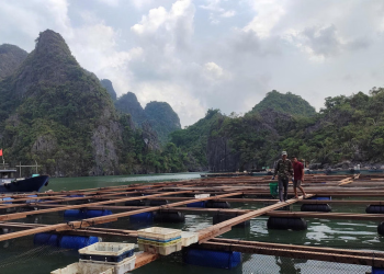 Quảng Ninh đề xuất mở rộng không gian quy hoạch nuôi biển