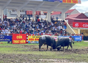 Vòng chung kết Lễ hội Chọi trâu truyền thống Đồ Sơn 2026 tôn vinh di sản, lan tỏa bản sắc văn hóa miền biển