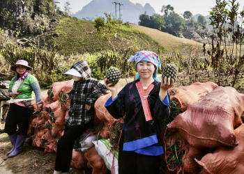 Pú Nhung: Từ đất lửa, xanh những mùa hy vọng